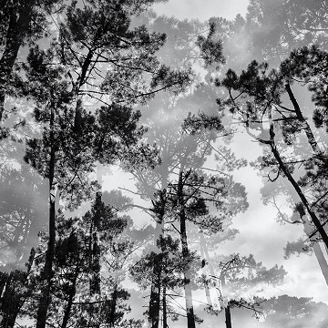 Pins des Landes, double exposition