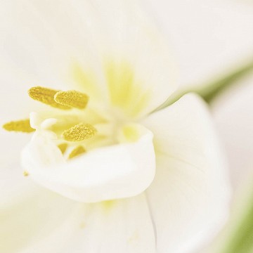 Tulipe I