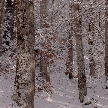 Bel hiver 4, Le Mont-Pèlerin