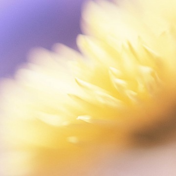 Gerbera autrement II