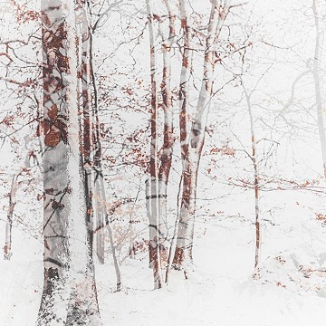 Dans nos forêts, double-exposition