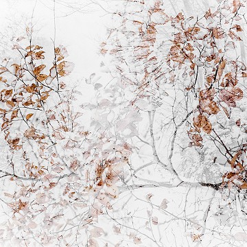 Dans nos forêts, double-exposition