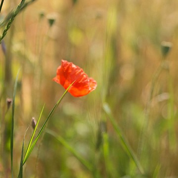Coquelicot