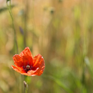 Coquelicot