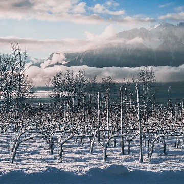 Lavaux sous la neige