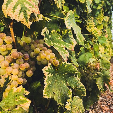 La vigne