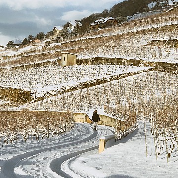 Lavaux sous la neigne