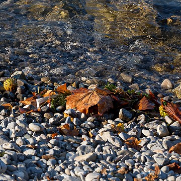 L'automne au bord de l'eau