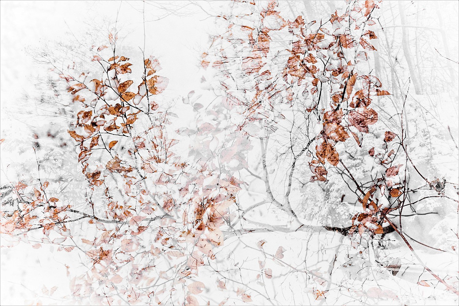 Dans nos forêts I | Dans_nos_forêts.jpg