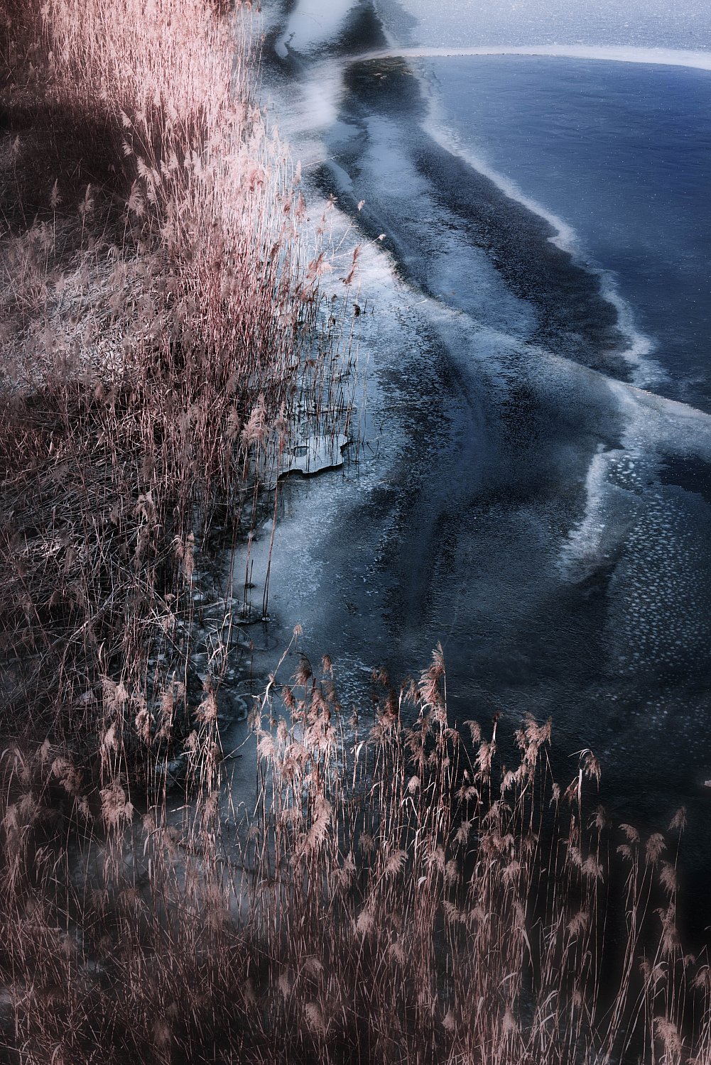 Réserve des grangettes - abstrait | 28022018-_MG_1972-Modifier.jpg