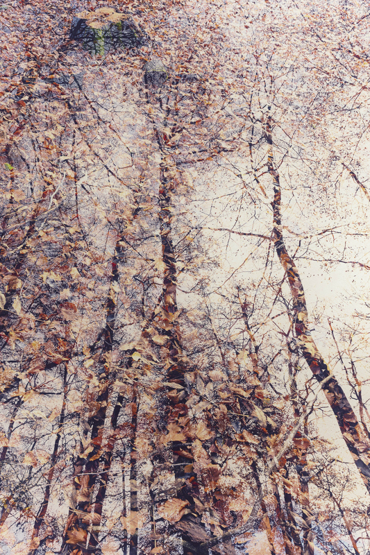 Dans nos forêts III | Dans_nos_forêts_I.jpg