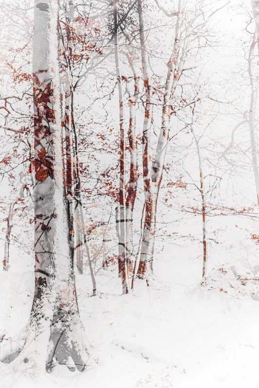 Dans nos forêts II | Dans_nos_forêts.jpg