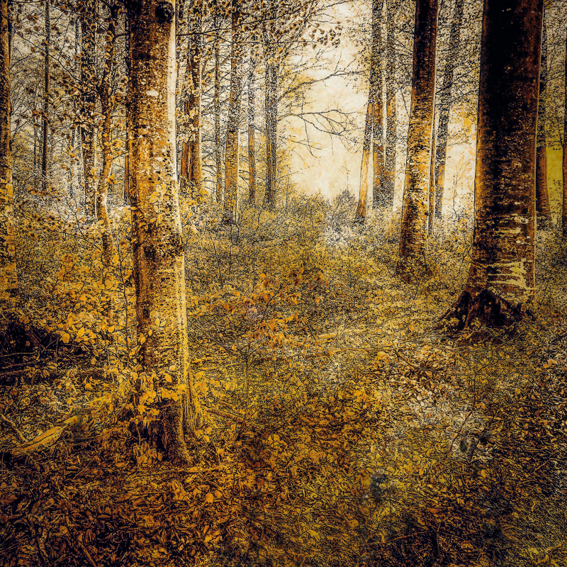 Couleurs d'automne | Couleurs_dautomne.jpg