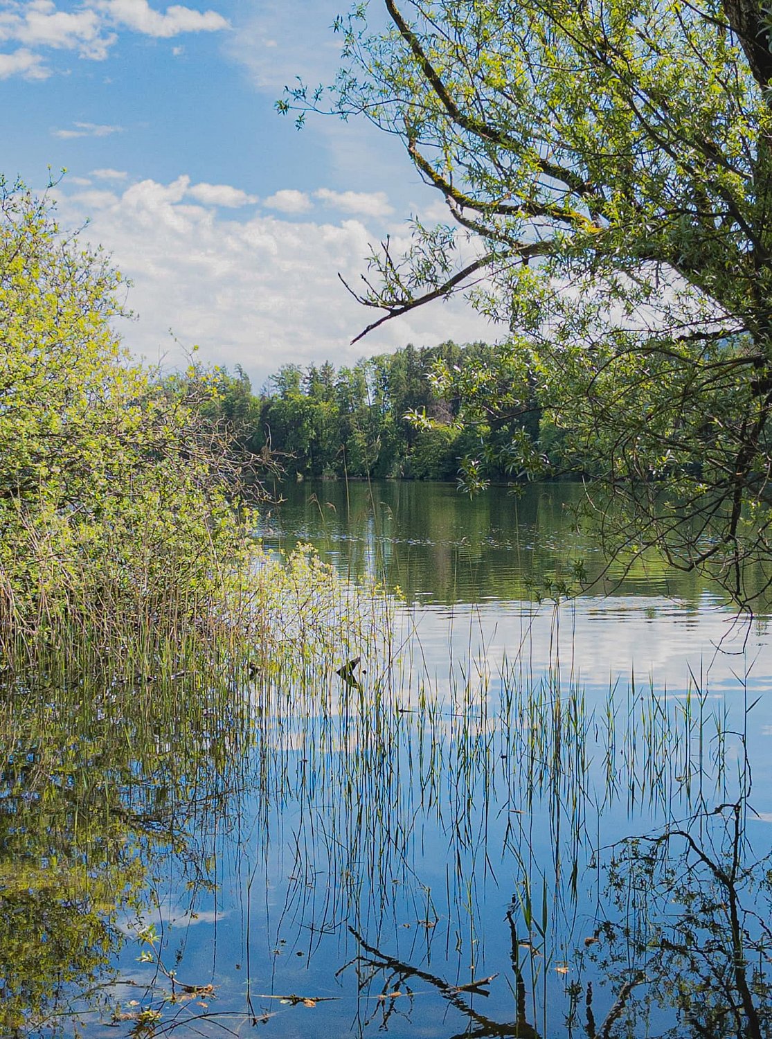 Lac de Bret, le printemps | 441877520_7766822140042969_6008817520835997086_n.jpg
